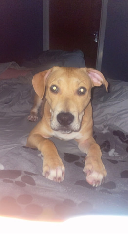 Cane Corso – Simba