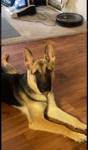 German Shepherd – 1 year old German Shepherd