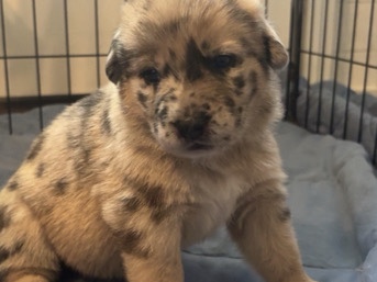 Australian Shepherd – 8-week-old purebred German Shepherd and purebred Australian Shepherd mix with a rare and beautiful spotted coa – Morganton
