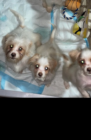 2 puppies for sale - 1 girl 1 boy
