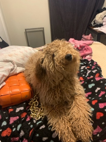 Poodle – Toy Poodle
