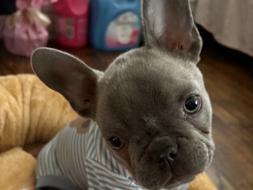 Image of French Bulldog