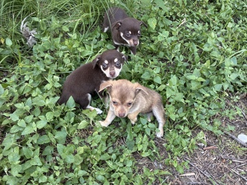 Chihuahua – Puppies for Sale – Houston