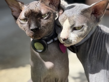 Sphynx – 2 Sphynx cats/kittens – Humacao