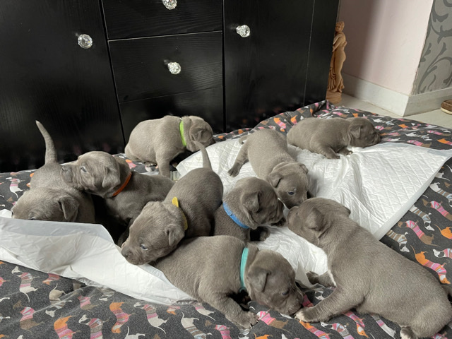Staffordshire Bull Terrier – health checked blue staff puppies