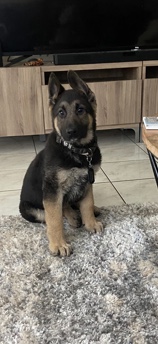 German Shepherd – German Shepard