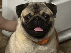 Fawn male pug