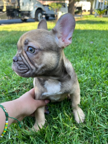 French Bulldog – Frenchie puppies
