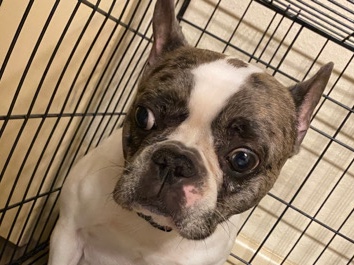 French Bulldog – Female Merle French Bulldogs For Sale