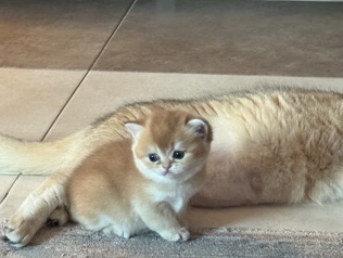 British Shorthair – Ny12 male golden British shorthair – Abu Dhabi