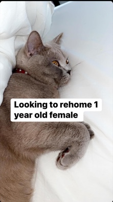 British Shorthair – female BSH