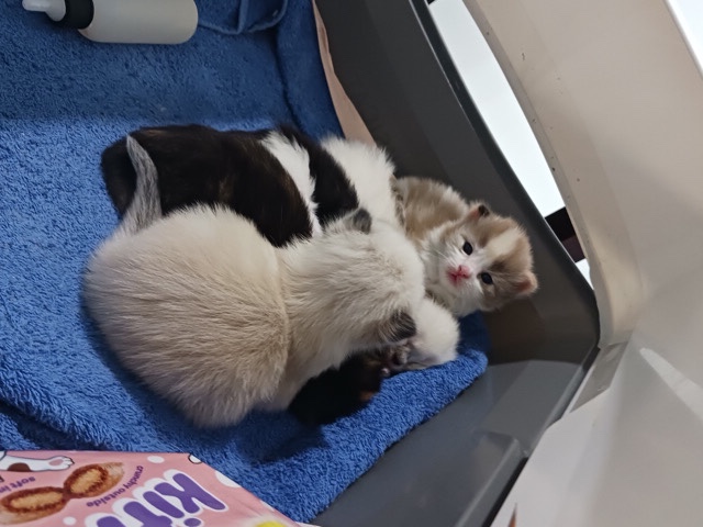 Ragdoll – ragdoll kittens