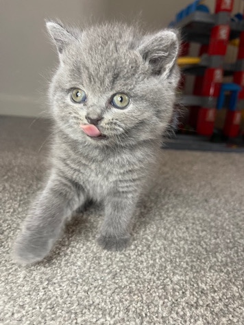 British Shorthair – British shore hair kittens