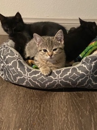 Scottish Fold – looking for a good home for 3 kittens