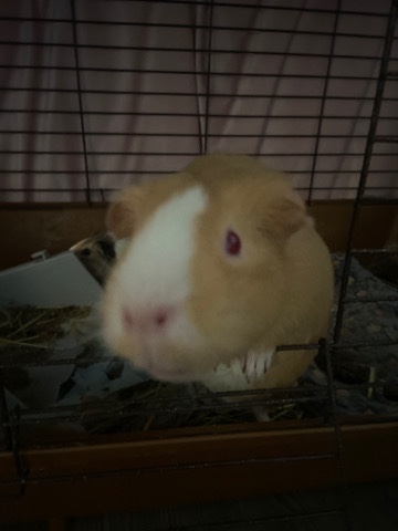 Any – Guinea Pig For Free !
