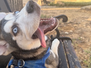Siberian Husky – Spencer – Arlington
