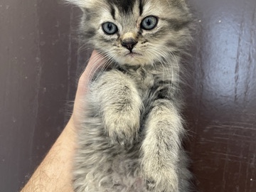 Maine Coon – هجين بريطاني وشيرازي – الرياض