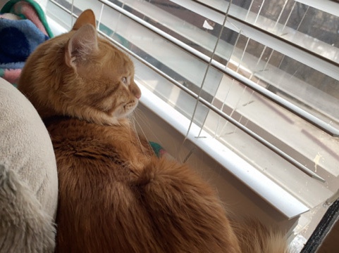 Maine Coon – Luffy De Lee – Arlington