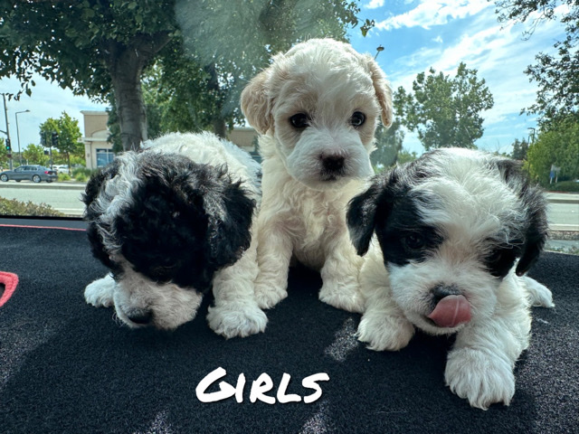 Cute Puppies