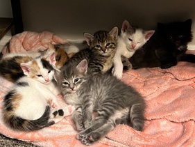 American Shorthair – kittens