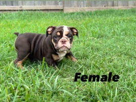 English bulldog puppies 