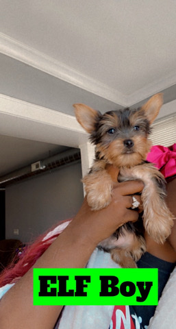 Yorkie pup