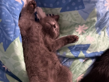 British Shorthair – British shorthair – New York