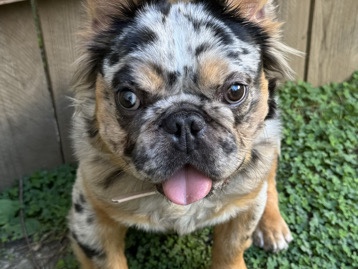 French Bulldog – French Bulldog Fluffy