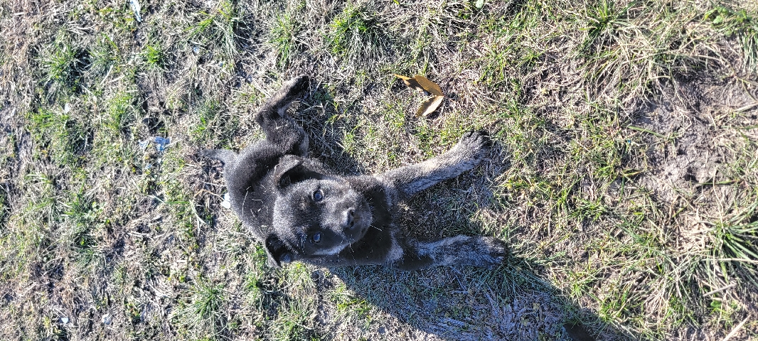 German Shepherd – Lab/German Shepard pups