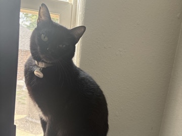 American Shorthair – Friendly American Shorthair Cat for Rehoming – 2 Years Old – Haskell