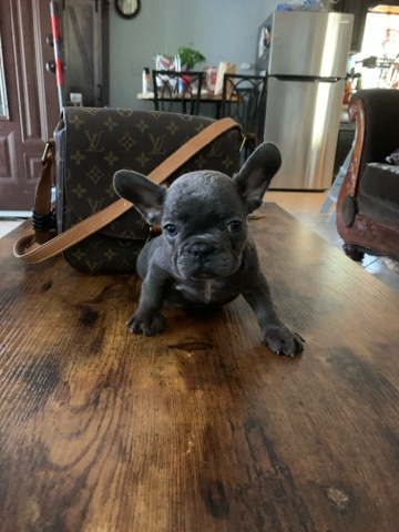 French Bulldog – Blue