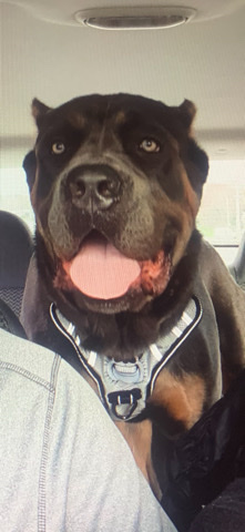Cane Corso – Guard dog