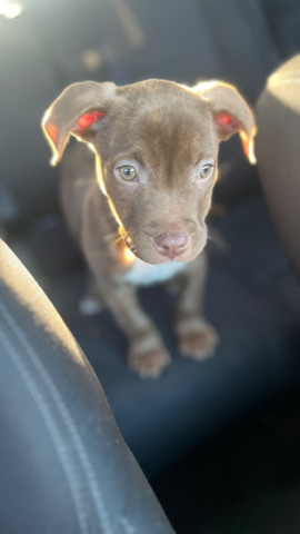 American Pit Bull Terrier – dog 4 sell