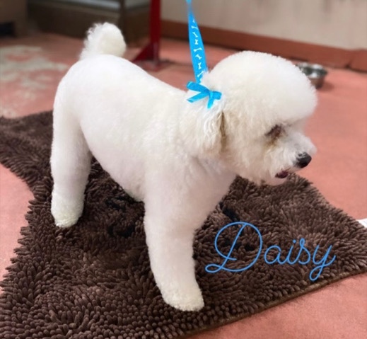Poodle – Toy poodle