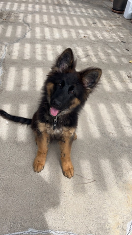 German Shepherd – German Shepherd