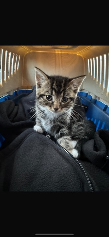 Russian White, Black and Tabby – Kitten