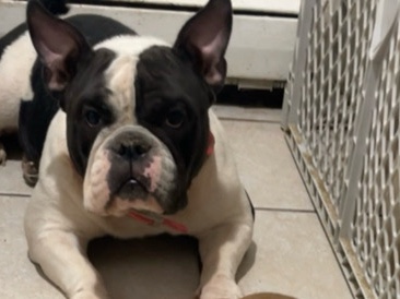 Image of American Bulldog