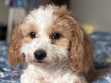 miniature poodle