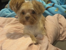 Yorkshire Terrier – Yorkie – San Antonio
