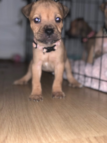 Bullmastiff – staff x bullmastiff