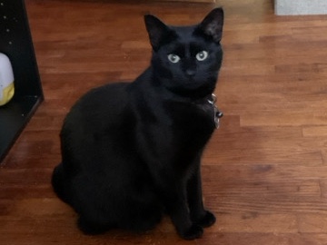 American Shorthair – Makiko – Fayetteville