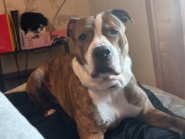 American Pit Bull Terrier – in need of a forever home – Watertown