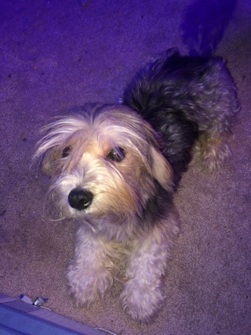 Yorkshire Terrier – Yorkshire terrier that needs home