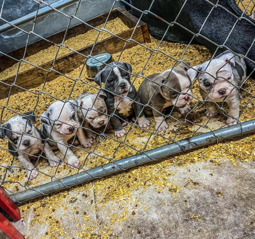 American Bulldog – American Bully’s