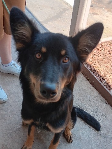 Australian Cattle Dog – selling german shepherd x blue heeler