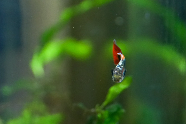 Guppies – Fancy guppy fry