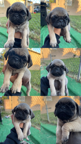 pugs for sale