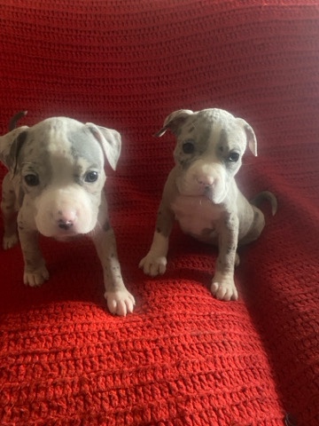 American Bullies