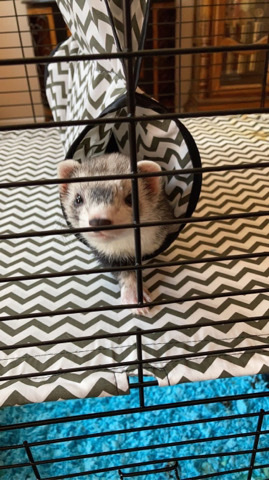 Any – ferrets