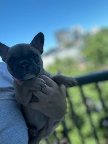 French Bulldog – French bulldog girl